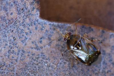 <i>Deraeocoris lutescens</i>