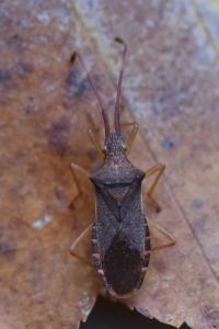 <i>Gonocerus acuteangulatus</i>