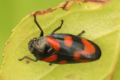 <i>Cercopis vulnerata</i>