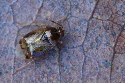 <i>Deraeocoris lutescens</i>