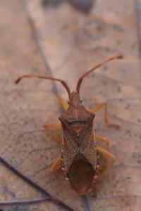 <i>Gonocerus acuteangulatus</i>