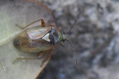 <i>Lygus rugulipennis</i>