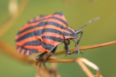 <i>Graphosoma italicum</i>