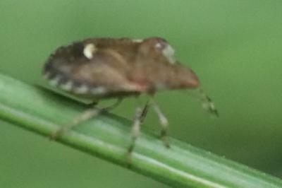 <i>Dyroderes umbraculatus</i>
