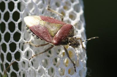 <i>Dolycoris baccarum</i>