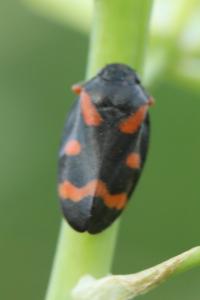 <i>Cercopis intermedia</i>