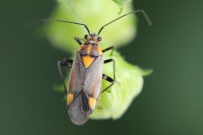 <i>Capsodes flavomarginatus</i>