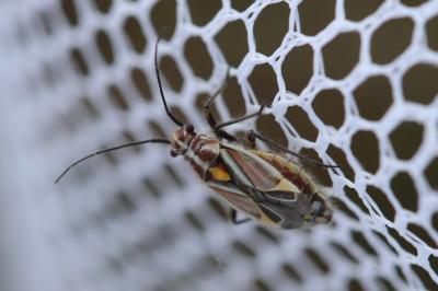 <i>Horistus orientalis</i>