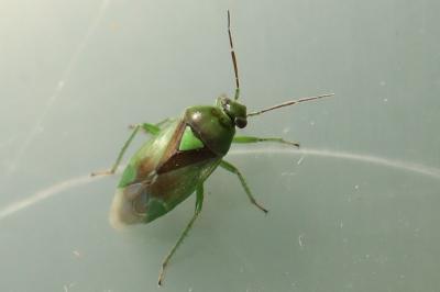 <i>Orthops campestris</i>
