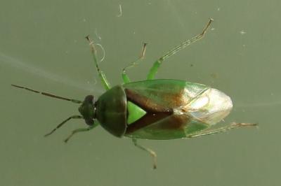 <i>Orthops campestris</i>
