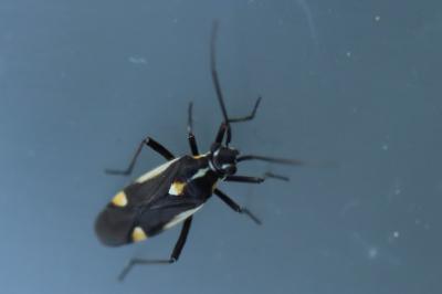 <i>Capsodes sulcatus</i>