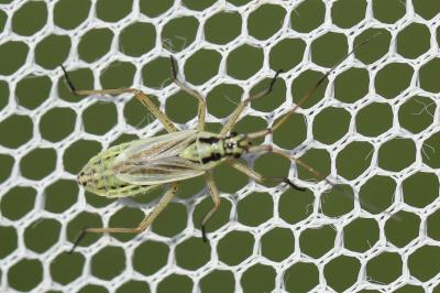 <i>Leptopterna dolabrata</i>