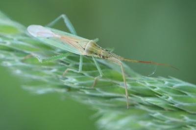 Stenodema laevigata