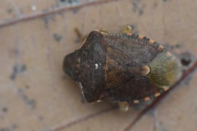 <i>Peribalus strictus</i>