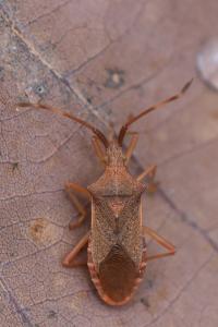 <i>Gonocerus acuteangulatus</i>