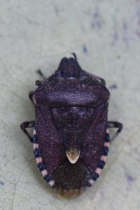 <i>Dolycoris baccarum</i>