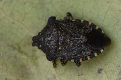 <i>Troilus luridus</i>