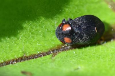 <i>Penthimia nigra</i>