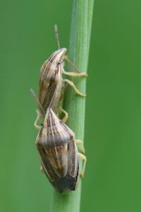 <i>Aelia acuminata</i>
