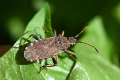 <i>Ceraleptus gracilicornis</i>