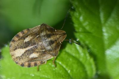 <i>Eurygaster testudinaria</i>