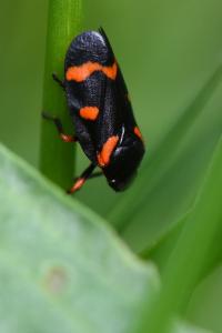 <i>Cercopis intermedia</i>