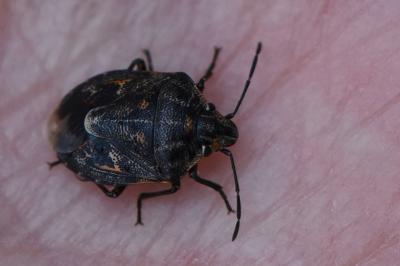 <i>Holcogaster fibulata</i>