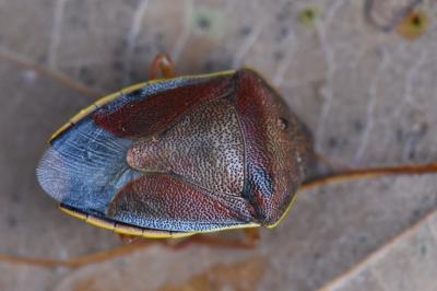 <i>Piezodorus lituratus</i>