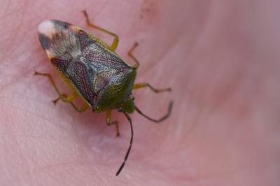 <i>Elasmostethus interstinctus</i>