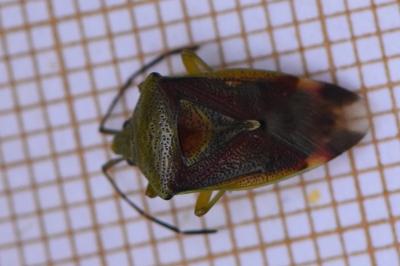 <i>Elasmostethus interstinctus</i>