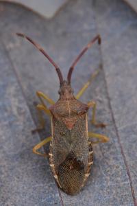 <i>Gonocerus acuteangulatus</i>