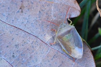 <i>Piezodorus lituratus</i>