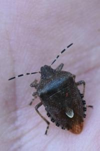 <i>Dolycoris baccarum</i>