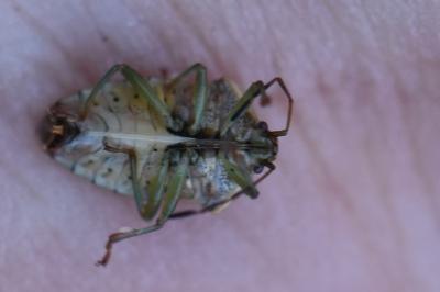 <i>Elasmucha grisea</i>