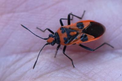 <i>Corizus hyoscyami</i>