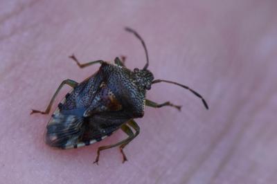 <i>Elasmucha grisea</i>