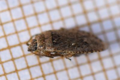 <i>Emblethis denticollis</i>