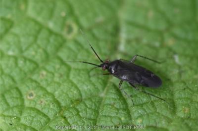 <i>Plagiognathus arbustorum</i>