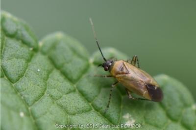 <i>Plagiognathus arbustorum</i>
