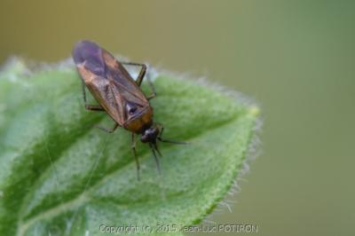 <i>Plagiognathus arbustorum</i>