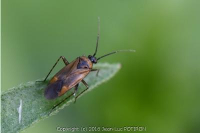 <i>Plagiognathus arbustorum</i>