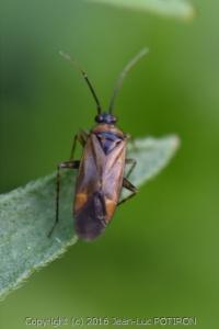 <i>Plagiognathus arbustorum</i>