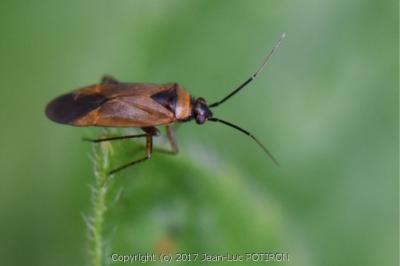 <i>Plagiognathus arbustorum</i>