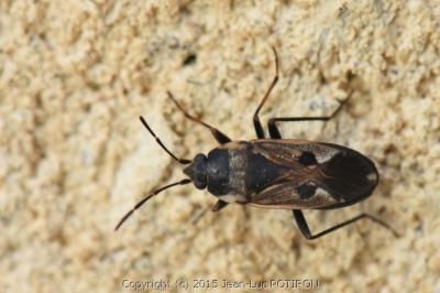 <i>Rhyparochromus vulgaris</i>
