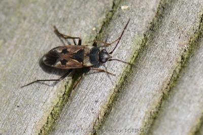 Rhyparochromus vulgaris