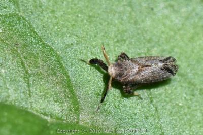 Asiraca clavicornis