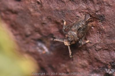 <i>Asiraca clavicornis</i>