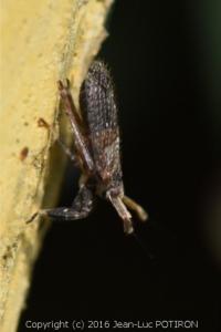 <i>Asiraca clavicornis</i>