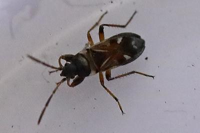 <i>Raglius alboacuminatus</i>