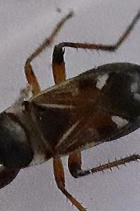 <i>Raglius alboacuminatus</i>